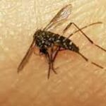 Dengue: Scarpin solicitó la intervención de Nación en el departamento General Obligado