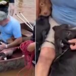 Inundaciones en Brasil: conmovedor video de un hombre que arriesgó su vida para salvar a las mascotas