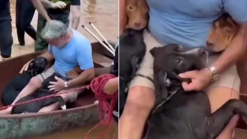 miguel y sus mascotas