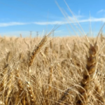 Ya están disponibles los primeros datos sobre la calidad del trigo en la campaña 2025/26